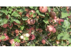 今天山東蘋果產地直銷價格15863972079