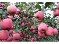 供应膜袋红富士苹果、纸袋红富士苹果、山西精品红富士苹果