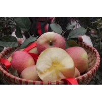 地窖红富士苹果价格陕西地窖纸夹膜红富士苹果价格冷库红富士苹果