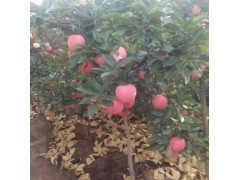 陕西红富士苹果贡梨基地，砀山酥梨价格，纸袋砀山酥梨产地合作社