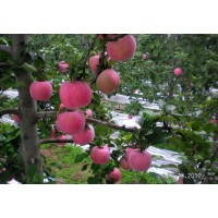 冰糖心膜袋红富士苹果价格7-8毛陕西纸加膜红富士苹果