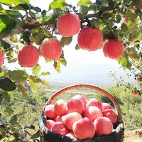 潍坊膜袋红富士苹果价格今年的红富士苹果产量低