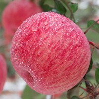 苹果批发 山东苹果产地红富士苹果价格