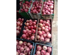 山东潍坊纸袋红星苹果产地行情好价格便宜了