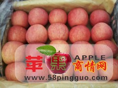 陕西冷库红富士苹果直销价格/红富士苹果最新价格