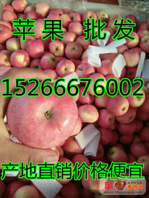 苹果山东红富士苹果价格行情