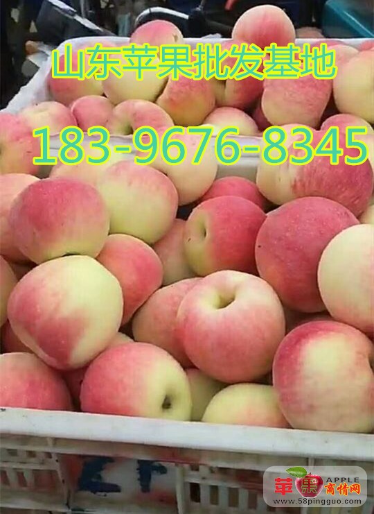 今日美八苹果多少钱一斤-山东苹果批发