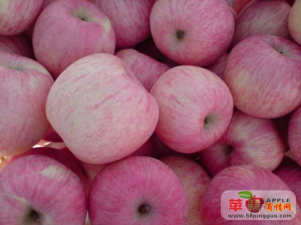 东莞市下桥水果批发市场苹果交易区