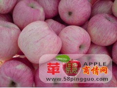 东莞市下桥水果批发市场苹果交易区