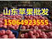 山东省现在红星苹果产地批发价格