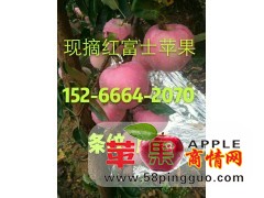 15266642070红富士苹果产地批发价格
