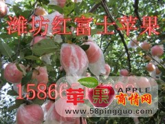 山东潍坊红富士苹果产地批发 红富士苹果上市了