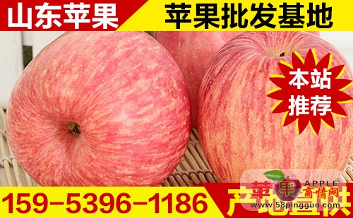 今日條紋紅富士蘋果最新價格