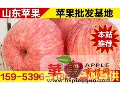 今日条纹红富士苹果最新价格