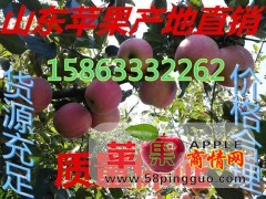山东苹果代办 哪里红富士苹果便宜  红富士苹果批发 山东苹果