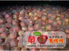 山东潍坊红富士苹果种植基地