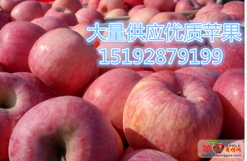 全国红富士苹果最新产地价格