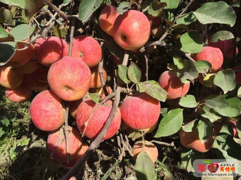 新疆阿克蘇紅富士蘋果代辦批發產地-冰糖心紅富士蘋果