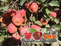 新疆阿克蘇紅富士蘋果代辦批發產地-冰糖心紅富士蘋果