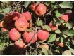 新疆阿克苏红富士苹果代办批发产地-冰糖心红富士苹果