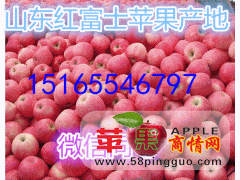 山东红富士苹果品种多/价格最低/货源充足