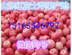 山东红富士苹果品种多/价格最低/货源充足
