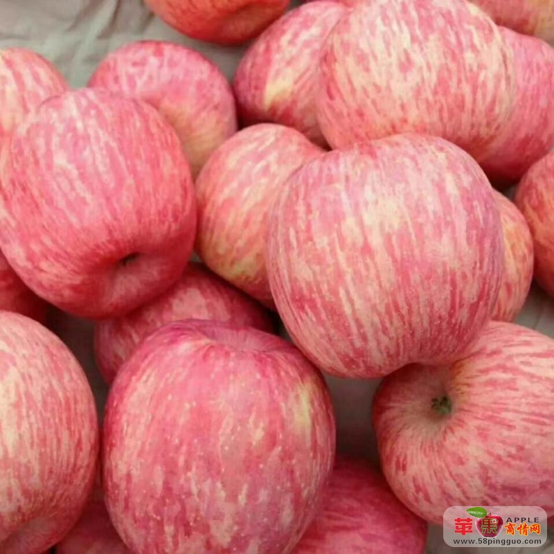 山东水晶红富士苹果产地大量供应15954024018