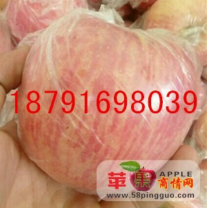 陕西优质膜袋红富士苹果产地行情 陕西贡梨基地价格