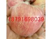 陕西优质膜袋红富士苹果产地行情 陕西贡梨基地价格