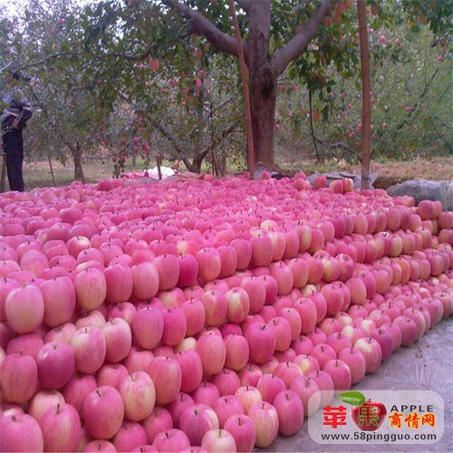 山东红星苹果价格 红将军苹果批发产地15954021018