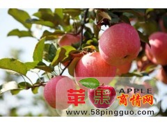 山東紅富士蘋果價格紅富士蘋果產地紙箱15954021018