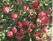 陕西高原红富士苹果价格，冰糖心膜袋红富士苹果产地