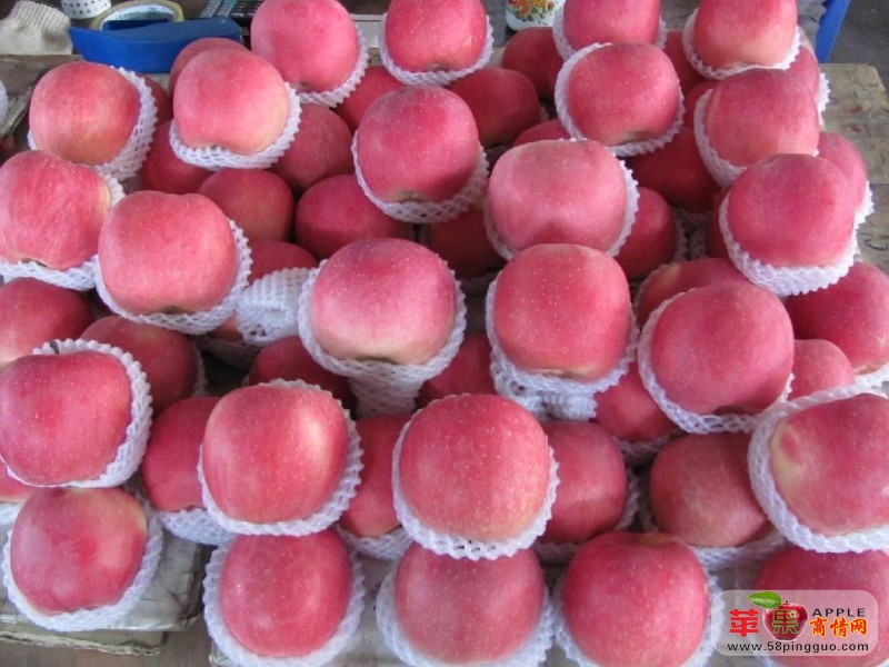 元旦陜西膜袋紅富士蘋果70以上批發價格0.65-0.7元