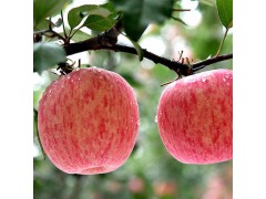 今日山东红富士苹果产地价格行情
