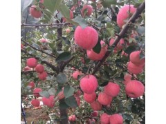 2020年山西運城紅富士冰糖心蘋果大量上市