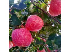 今年红富士苹果的价格山东苹果报价行情