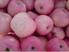 今日山东苹果产地红富士苹果批发价格