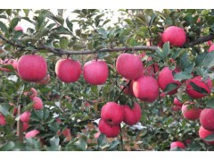 大量供應山西運城紅富士蘋果價格暴跌庫存上千萬斤