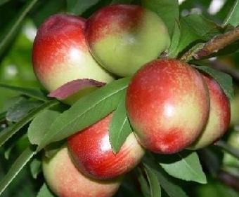 油桃批发价格，哪里的市场油桃批发便宜多钱一斤
