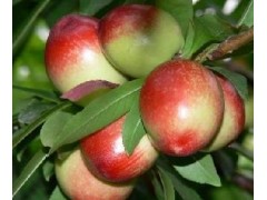 油桃批发价格，哪里的市场油桃批发便宜多钱一斤