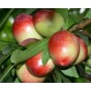 油桃批發價格，哪里的市場油桃批發便宜多錢一斤