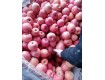山東禮品紅星蘋果產地上市價格15954021018